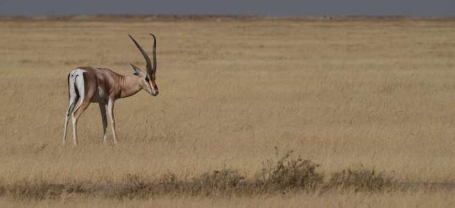 Parc du Serengeti Tanzanie savane herbeuse gazelle