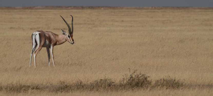 TANZANIE : AU CŒUR DE LA&nbsp;SAVANE