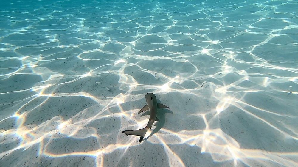 MALAISIE - Île de Perhentian Besar, un requin pointe noire juvénile