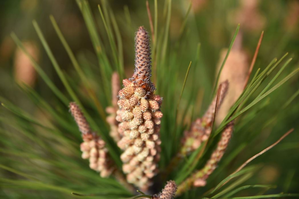 Pomme de pin naissante