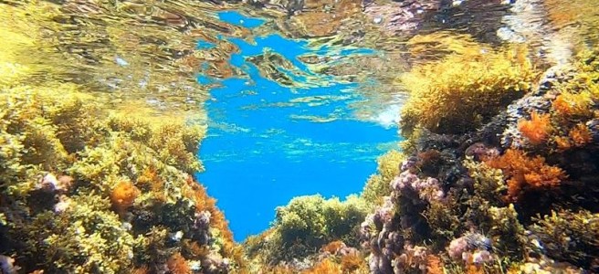 Fond marin et sa flore abondante multicolore, réserve marine de Cerbère - Banyuls
