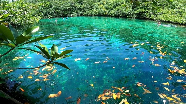 Les eaux incroyablement colorées du cénote Casa Cénote (ou cénote Manati)