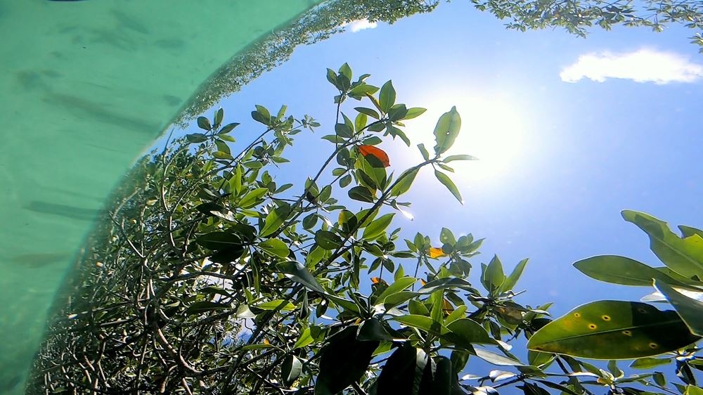 Plongée sous la mangrove à Casa Cénote (ou cénote Manati)