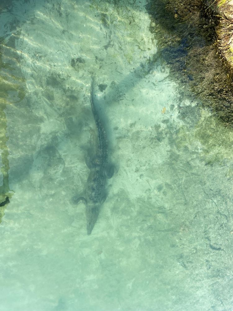 Un crocodile a réussi à entrer dans le cénote Chikila, où les enfants se baignent quotidiennement...