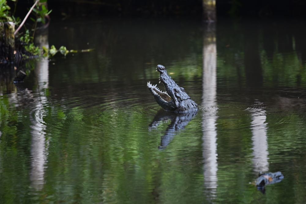Un crocodile plonge la gueule grande ouverte dans le cénote Peten Mac