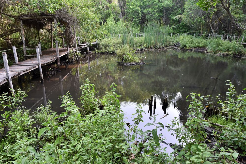 Deux crocodiles sauvages vivent dans le cénote Peten Mac