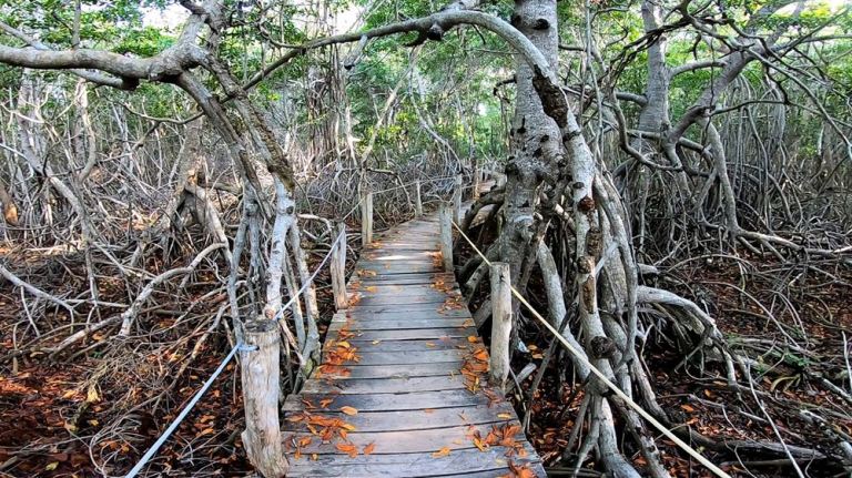 Le sentier Peten Mac permet d'accéder au cénote Peten Mac.