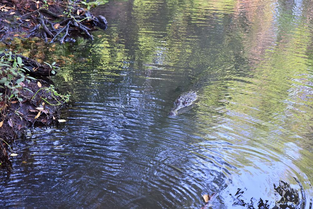 L'un des deux crocodiles du cénote Peten Mac nage vers les visiteurs.