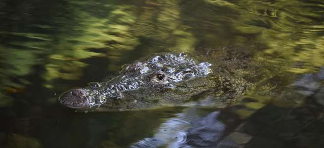 Crocodile de Morelet nage, reflets de la jungle, Rio Lagartos, Mexique