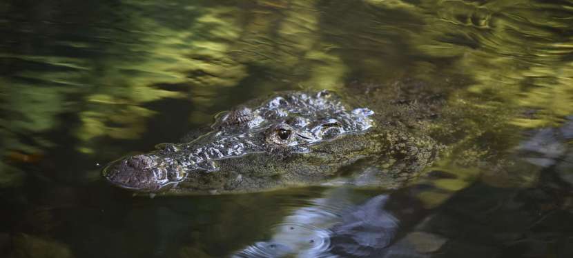 PLONGER AVEC UN CROCODILE !&nbsp;(Mexique)