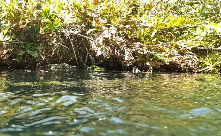 Panchito le crocodile se repose sous la mangrove à Casa Cenote (ou cénote Manati)