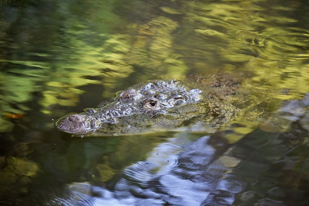 Crocodile en surface dans le cénote Peten Mac
