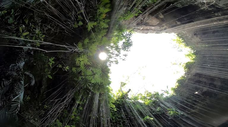Une végétation luxuriante au sommet des falaises, plonge dans l'eau du cénote 30 mètres plus bas.