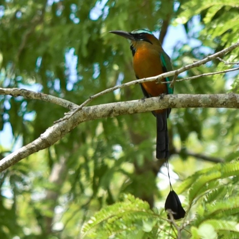 Le motmot à sourcils bleux (ou Toh en maya) est un oiseau multicolore très présent dans le cénote Kikil.