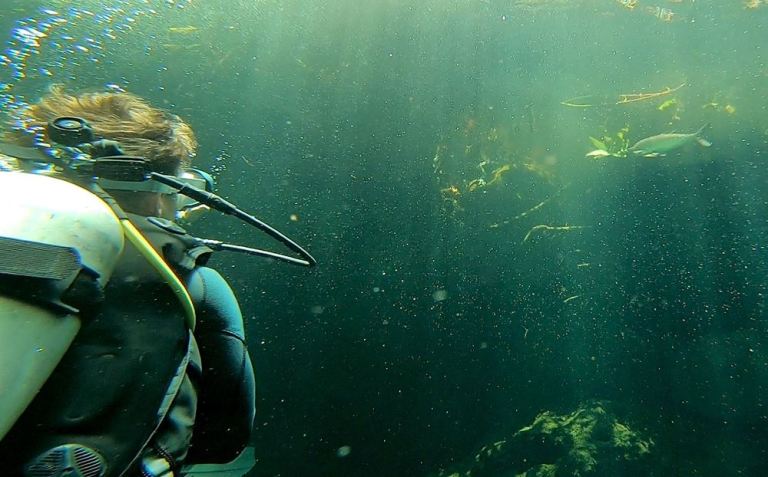Observation d'une patte de crocodile, celle de Panchito, à Casa Cenote (ou cénote Manati)