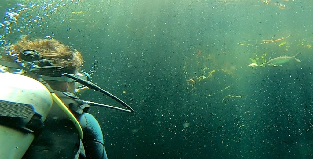 Observation de Panchito le crocodile en plongée, Casa Cénote, Mexique.