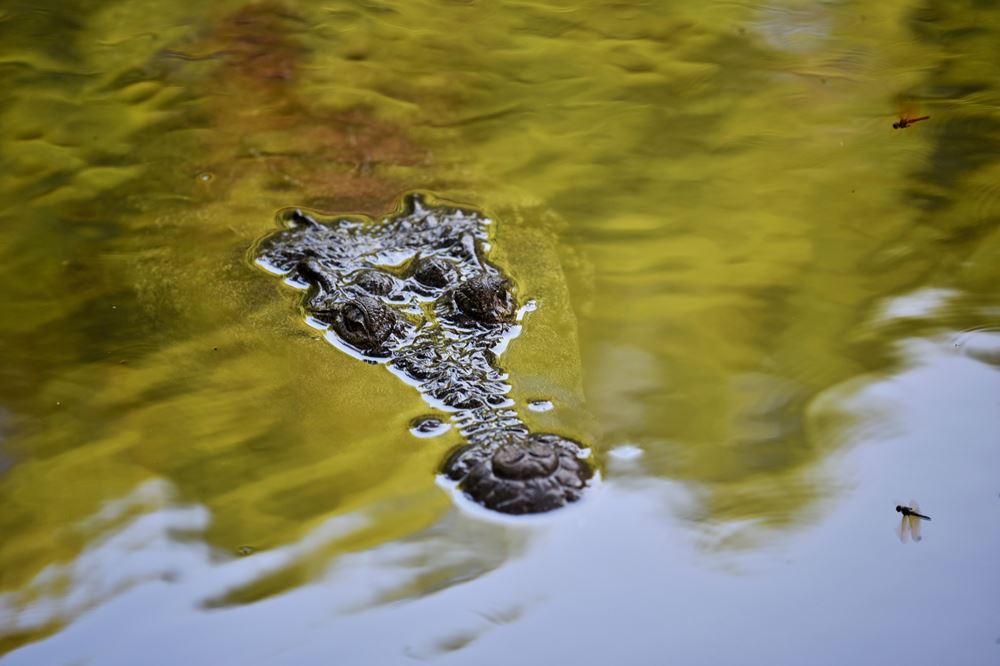 Crocodile en surface dans le cénote Peten Mac