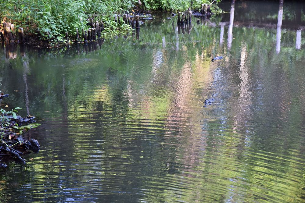 L'un des deux crocodiles du cénote Peten Mac nage vers les visiteurs.