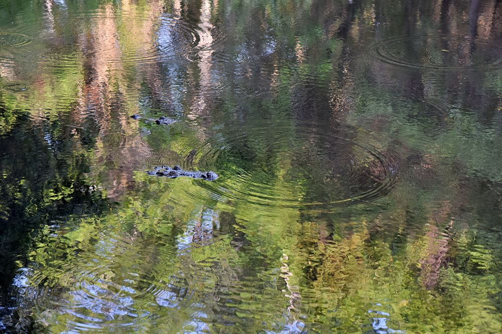 Les deux crocodiles du cénote Peten Mac rodent en surface