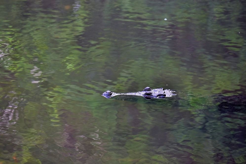 Crocodile en surface dans le cénote Peten Mac