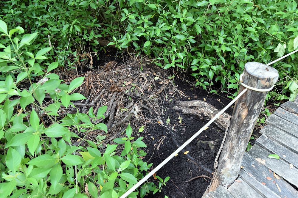 Un nid de crocodile sur la rive du cénote Peten Mac