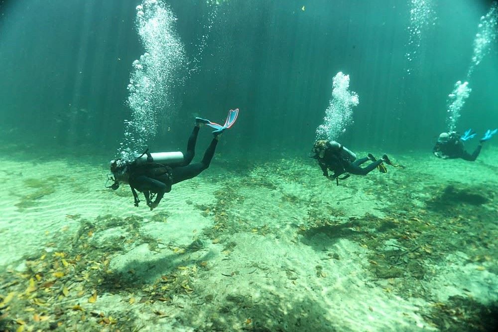 Retour de plongée en longeant la mangrove