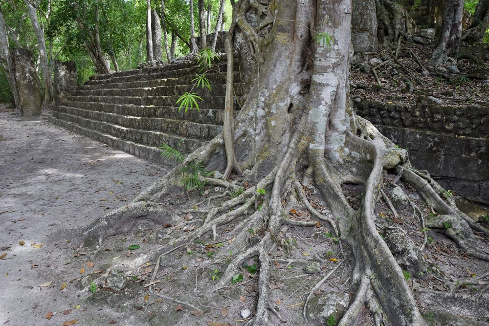 La nature a repris possession des lieux parmi les vestiges mayas de la cité maya de Calakmul