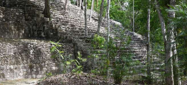 Ruines de temples mayas colonisée par les arbres, cité Calakmul, Yucatan, Mexique