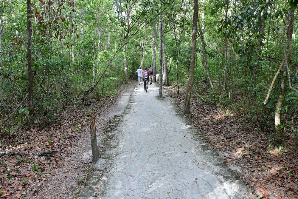 Le chemin qui mène d'un vestige à l'autre dans la cité maya de Calakmul
