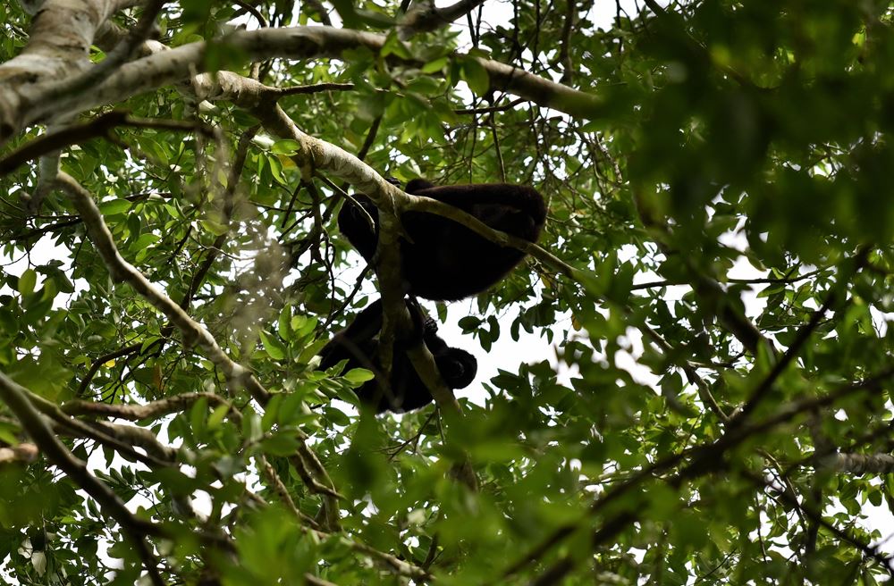 Un groupe de singes hurleurs dans un arbre aux pieds de la structure II dans la cité maya de Calakmul