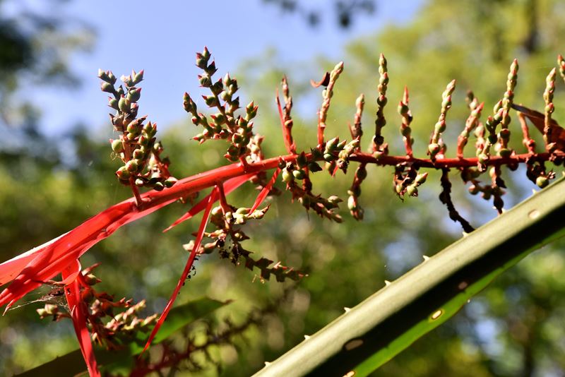 Une broméliacée dans la végétation autour des vestiges mayas de Muyil, dans la réserve de Sian Ka'an, à l'entrée du village de Chunyaxché