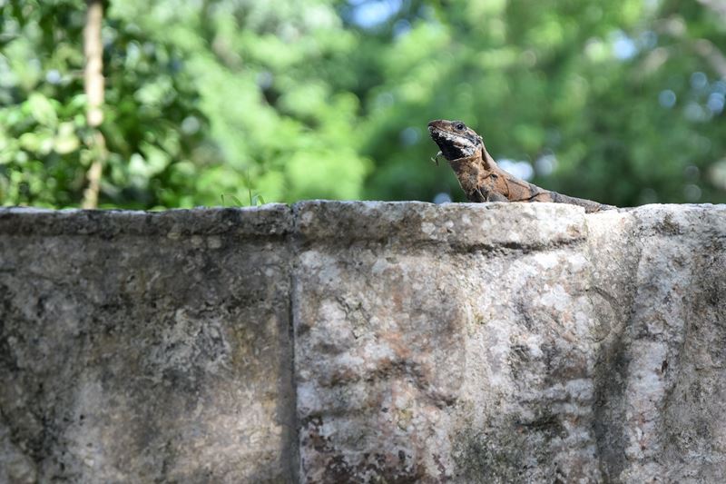 Un iguane sur le tzompantli à Chichen Itza, qui est un pan de mur sculpté représentant des crânes humains empalés sur des piquets, une coutume Maya.