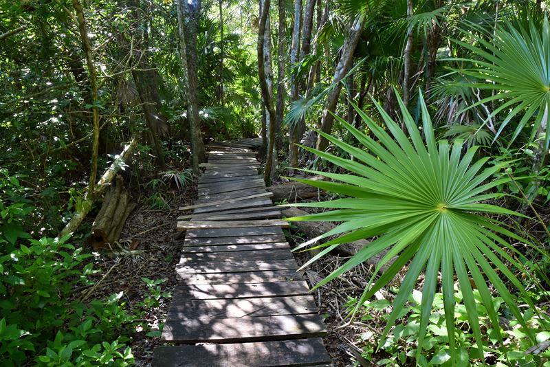 Le chemin en bois qui traverse la jungle de Muyil à Chunyaxché (dans la réserve de biosphère de Sian Ka'an)