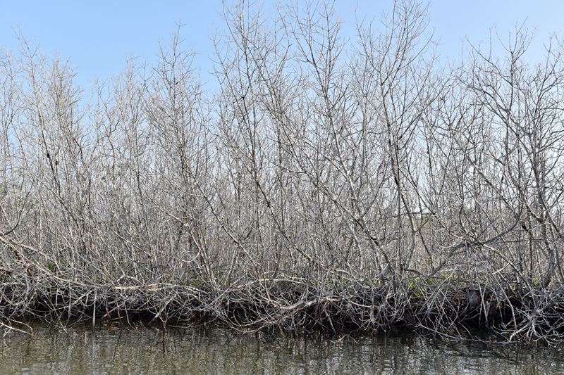 La mangrove est morte suite au passage d'El Niño