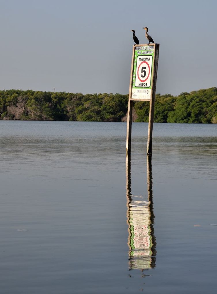 Deux cormorans dans la réserve de biosphère de Ria Lagartos