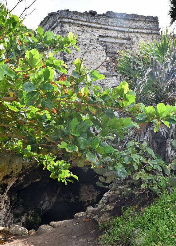 La maison du Cénote dans le site Maya de Tulum permettait aux Mayas de s'approvisionner en eau douce