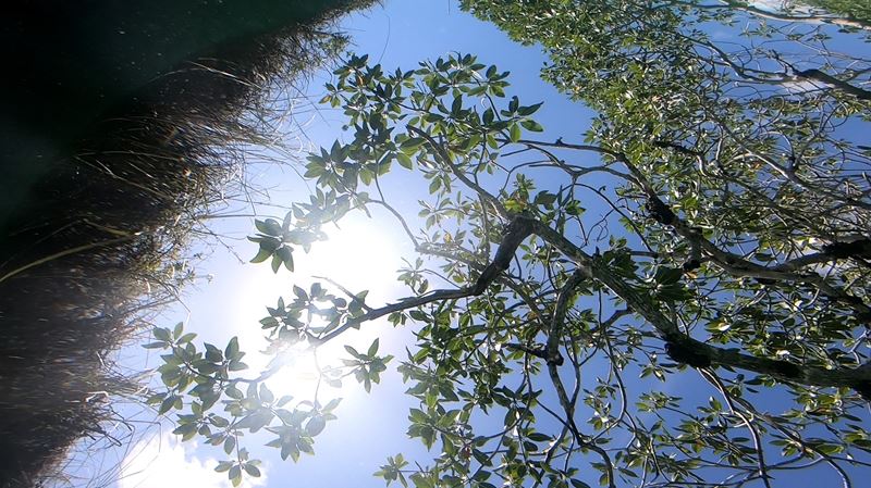 La mangrove vue depuis sous l'eau pendant la nage dans un canal maya à la sortie de la lagune de Muyil, à Chunyaxché, dans la réserve de Sian Ka'an