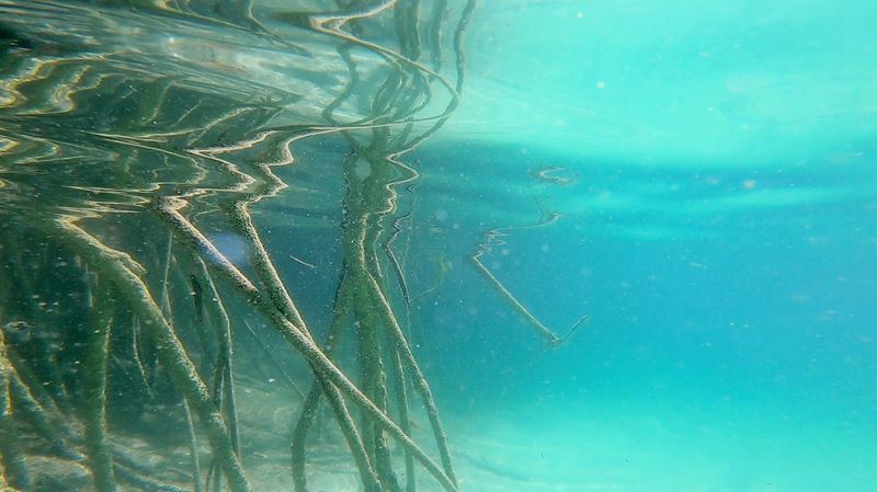 La mangrove sous l'eau pendant la nage dans un canal maya à la sortie de la lagune de Muyil, à Chunyaxché, dans la réserve de Sian Ka'an