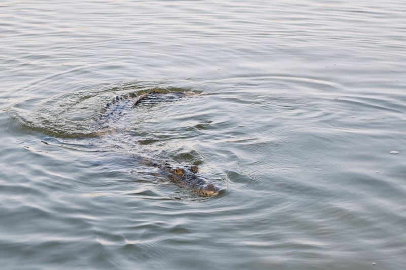 Un crocodile nage dans la réserve de biosphère de Ria Lagartos.