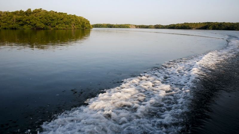Excursion en bateau dans la réserve de biosphère de Ria Lagartos, à travers la mangrove.