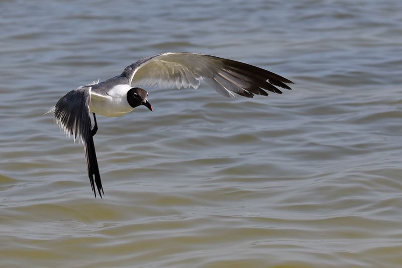 Une mouette en plein vol dans la réserve de biosphère de Ria Lagartos.