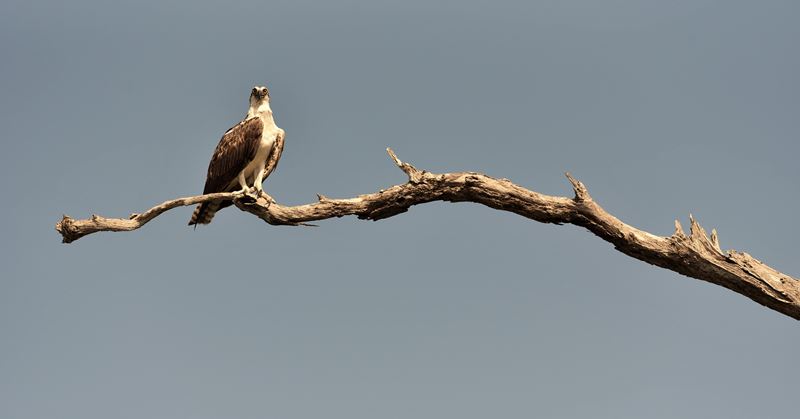 Un balbuzard pêcheur dans la réserve de biosphère de Ria Lagartos.