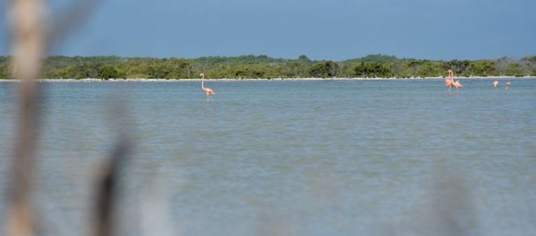 Des flamands roses dans la réserve de biosphère de Ria Lagartos.