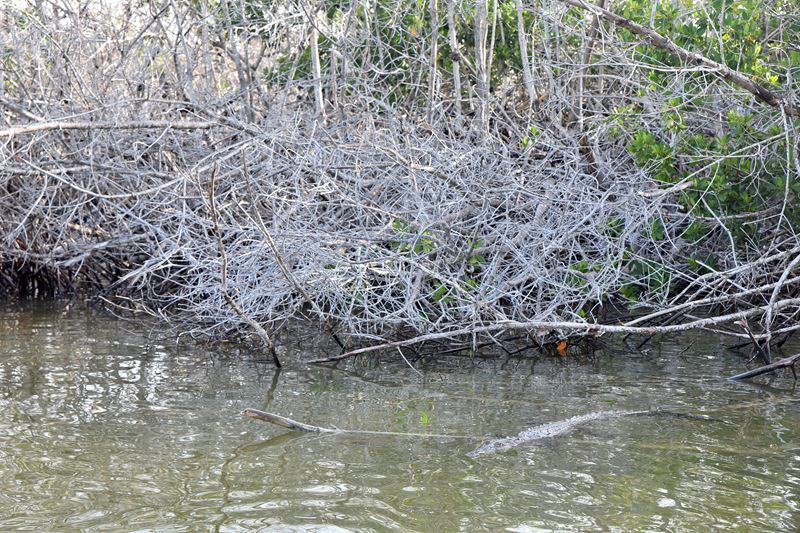 Un crocodile nage dans la mangrove, dans la réserve de biosphère de Ria Lagartos.