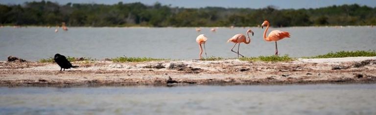 Des flamands roses dans la réserve de biosphère de Ria Lagartos.