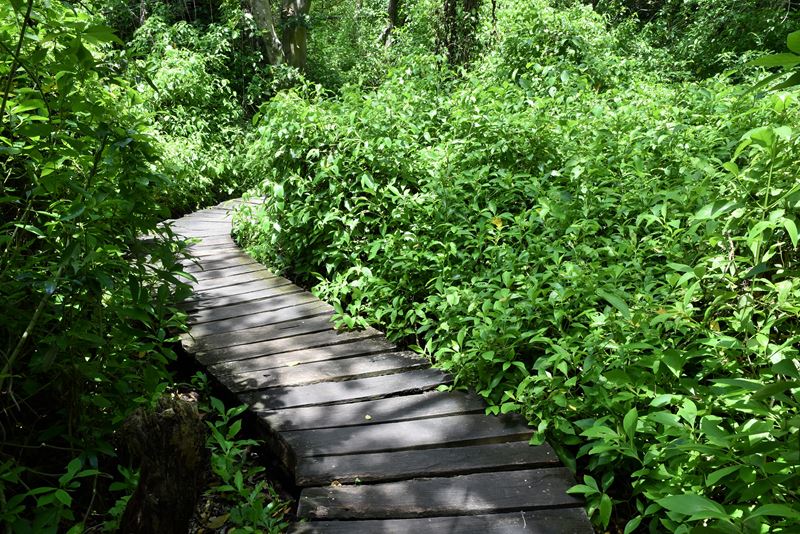 Le chemin qui traverse la jungle de Muyil, à Chunyaxché (dans la réserve de biosphère de Sian Ka'an)