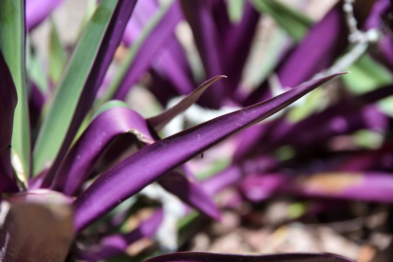 Une tradescantia spathacea dans la végétation autour des vestiges mayas de Muyil, dans la réserve de Sian Ka'an, à l'entrée du village de Chunyaxché