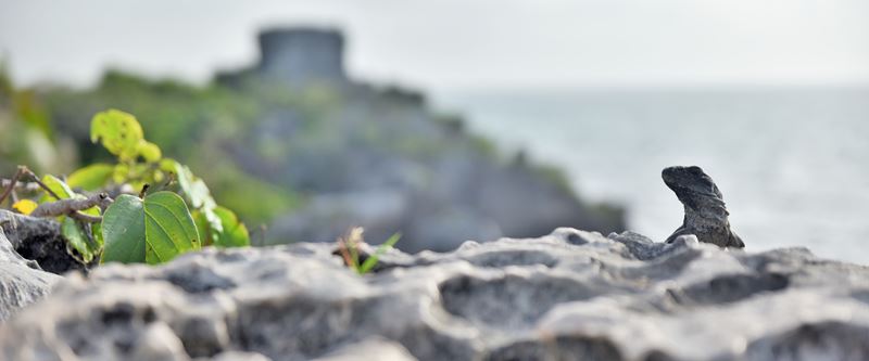 Un iguane avec en arrière-plan le temple du dieu descendant et la mer des Caraïbes