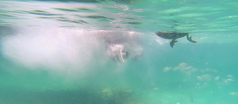 Le pilote d'un bateau qui vient d'Holbox fait tourner l'hélice de son moteur juste à côté d'un pélican