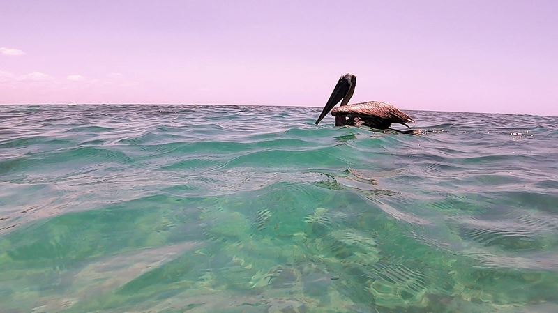 Snorkeling avec un pélican à Cabo Catoche